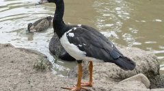 Goose pola štapića